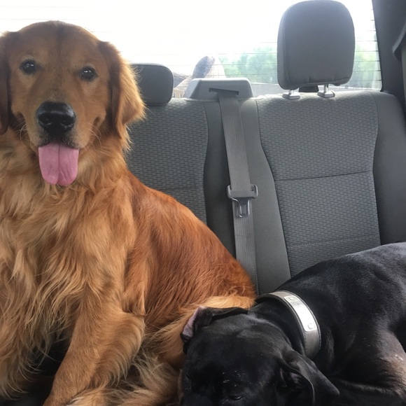 Meet your Posher, Roxanne - Picture 1 of 1